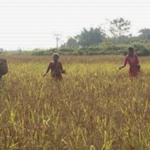 Why are smallholder farmers from Assam reviving millets on their farms?